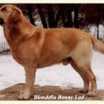 Bonny_staandFotor