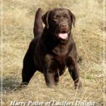 Harrypotter2_Fotor